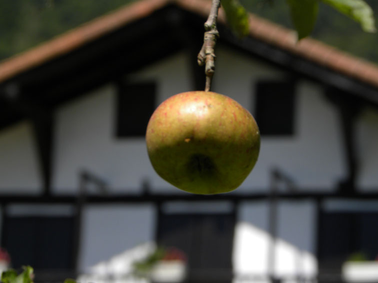 Apple. Arotz-enea. Hondarribia. 2010.