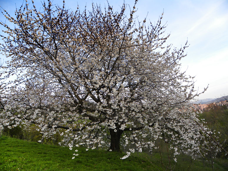 Árbol en flor. Fotografía Joseba Egaña. Bilbao. 2010.