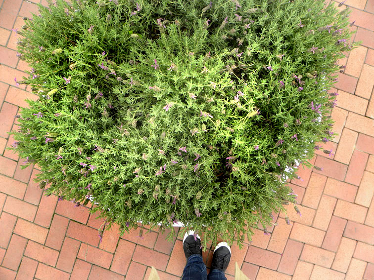 Bilbao Garden 2011. Purple Daedalus. Muelle de Evaristo Churruca. Abandoibarra.