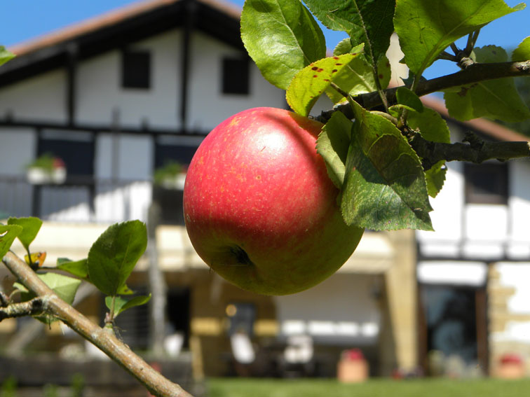 La manzana prohibida The forbidden apple