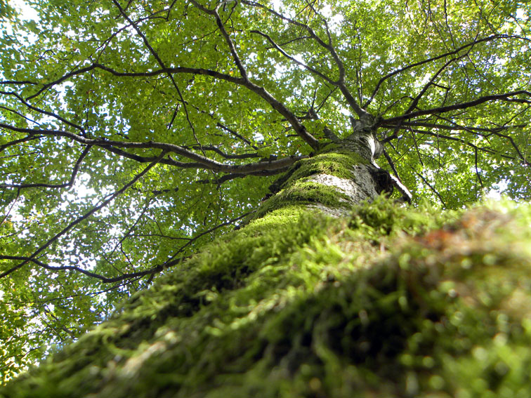 Las copas de los árboles