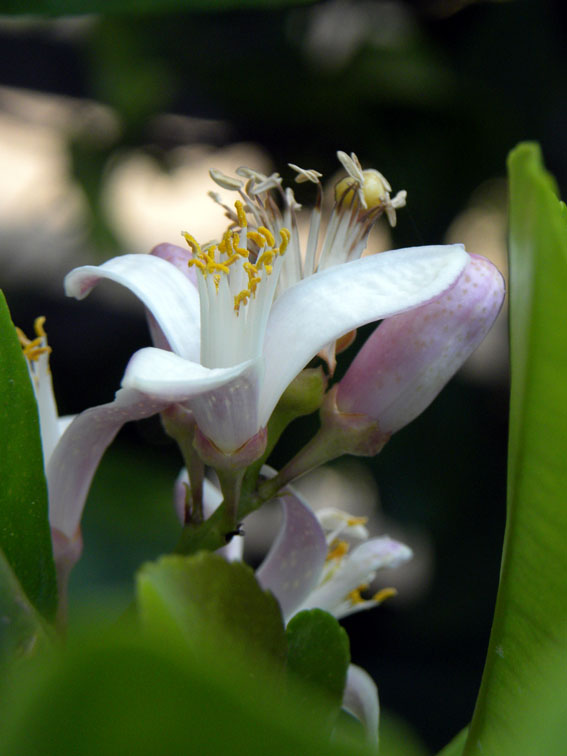Lemon Blossom