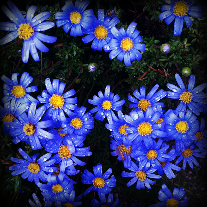 Flowers by Aintzane De Luna