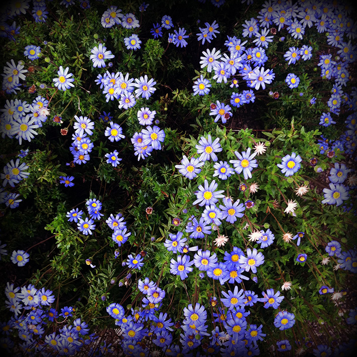 Flowers by Aintzane De Luna