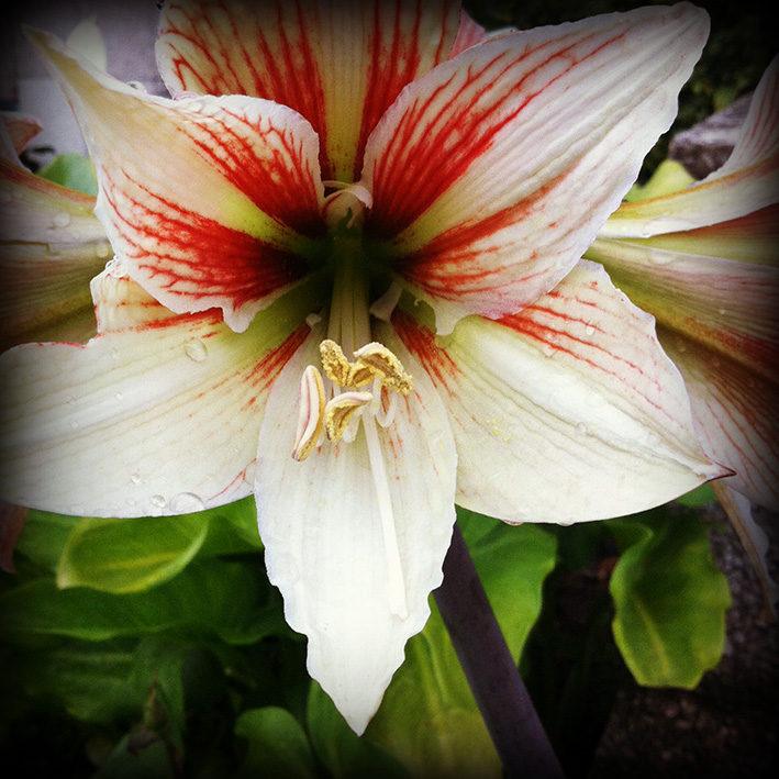 Flowers by Aintzane De Luna