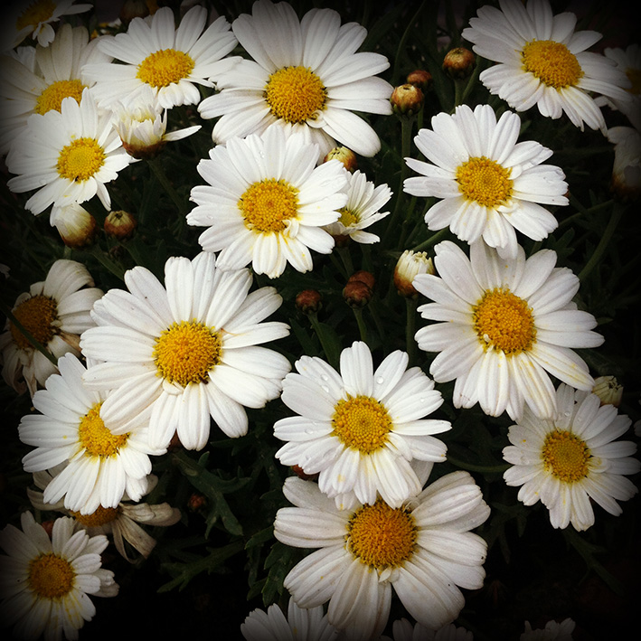 Flowers by Aintzane De Luna