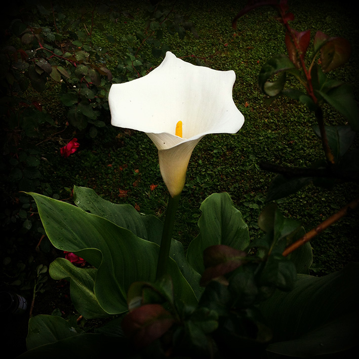 Flowers by Aintzane De Luna