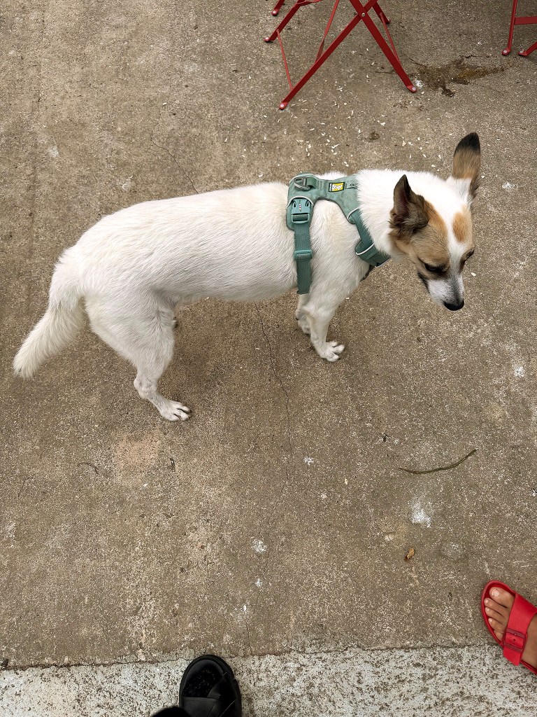 Aintzane De Luna en el curso «CARTEL POLÍTICO: AGITACIÓN Y PROPAGANDA» con Elías Taño